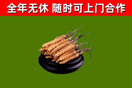 昌江县回收冬虫夏草
